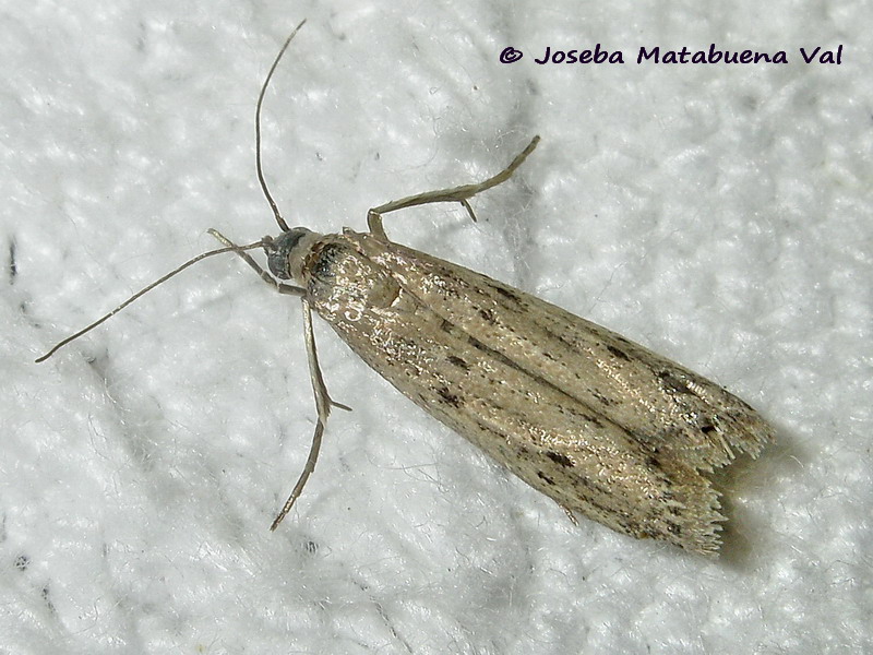 Homoeosoma nebulella - Pyralidae